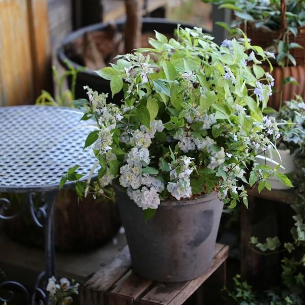 【１点もの】山紫陽花のモスポット植え（東京発送）［送料別］