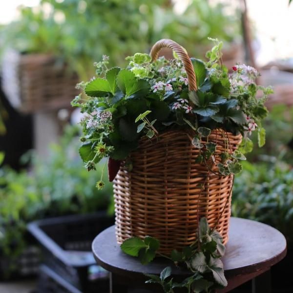 寄せ植え　花■季節の花のブリコラージュフラワー 寄せ植えブリコラージュ フラワー