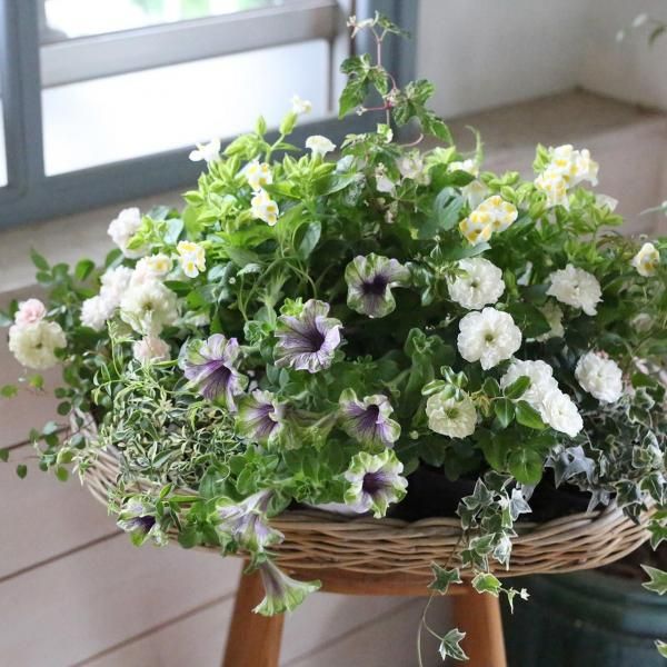 【自分で植える】ペチュニアとミニバラグリーンアイスの初夏の爽やか花苗セット（福岡発送）［送料別］