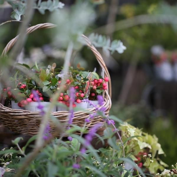 Ź11š۲֤餤åʤϤơե꡼