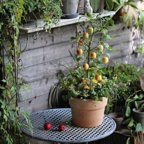 ڣΡɱӸν֥ꥳ顼ȯˡ̡