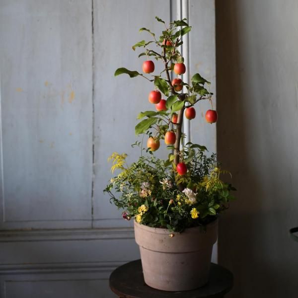 ڣΡɱӸΤդ֥ꥳ顼ȯˡ̡