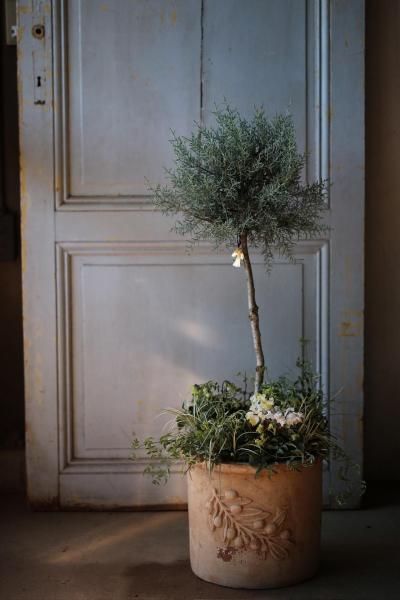 �ڣ�����Ρ�White Christmas Tree�����ȯ���ˡ������̡�