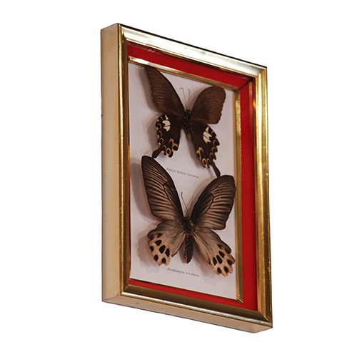 蝶の標本 from FRANCE - Mate.Antique&Interiors | 目黒通りアンティーク家具・ヴィンテージ家具と照明の店
