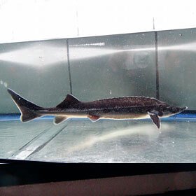 ベステル - 観賞魚チョウザメの専門販売－廣島蝶鮫