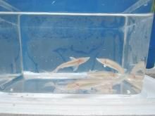 アルビノコチョウザメ 15〜20cm