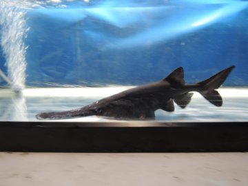 ヘラチョウザメ 約30cm 観賞魚チョウザメの専門販売 廣島蝶鮫 ヘラチョウザメ 約30cm 観賞魚チョウザメの専門販売 廣島蝶鮫