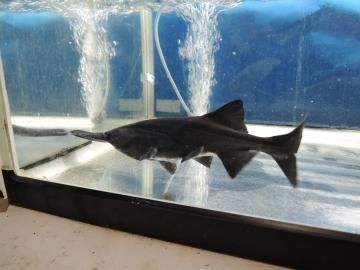 ヘラチョウザメ 約30cm 観賞魚チョウザメの専門販売 廣島蝶鮫 ヘラチョウザメ 約30cm 観賞魚チョウザメの専門販売 廣島蝶鮫