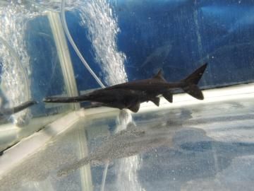 ヘラチョウザメ 約30cm 観賞魚チョウザメの専門販売 廣島蝶鮫 ヘラチョウザメ 約30cm 観賞魚チョウザメの専門販売 廣島蝶鮫