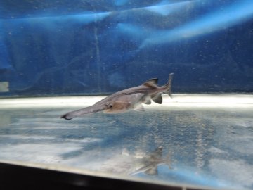 ヘラチョウザメ 15 cm 限定10尾 観賞魚チョウザメの専門販売 廣島蝶鮫