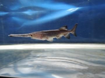 ヘラチョウザメ 15 cm 限定10尾 観賞魚チョウザメの専門販売 廣島蝶鮫 ヘラチョウザメ 15 cm 限定10尾 観賞魚チョウザメの専門販売 廣島蝶鮫