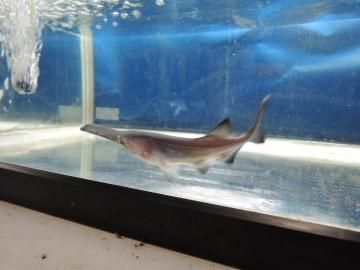 ヘラチョウザメ 15 cm 限定10尾 観賞魚チョウザメの専門販売 廣島蝶鮫 ヘラチョウザメ 15 cm 限定10尾 観賞魚チョウザメの専門販売 廣島蝶鮫