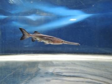 ヘラチョウザメ 15 cm 限定10尾 観賞魚チョウザメの専門販売 廣島蝶鮫 ヘラチョウザメ 15 cm 限定10尾 観賞魚チョウザメの専門販売 廣島蝶鮫