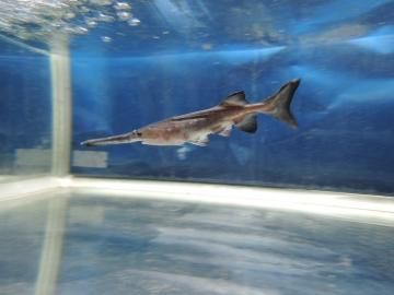 ヘラチョウザメ 15 cm 限定10尾 観賞魚チョウザメの専門販売 廣島蝶鮫 ヘラチョウザメ 15 cm 限定10尾 観賞魚チョウザメの専門販売 廣島蝶鮫