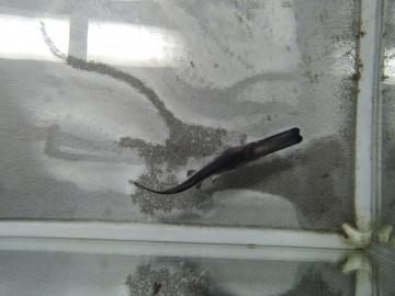 ヘラチョウザメ 15 cm 限定10尾 観賞魚チョウザメの専門販売 廣島蝶鮫 ヘラチョウザメ 15 cm 限定10尾 観賞魚チョウザメの専門販売 廣島蝶鮫