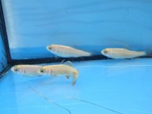 アルビノニジマス稚魚 3〜5cm 7尾セット