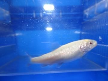 観賞魚チョウザメの専門販売 廣島蝶鮫 観賞魚チョウザメの専門販売 廣島蝶鮫