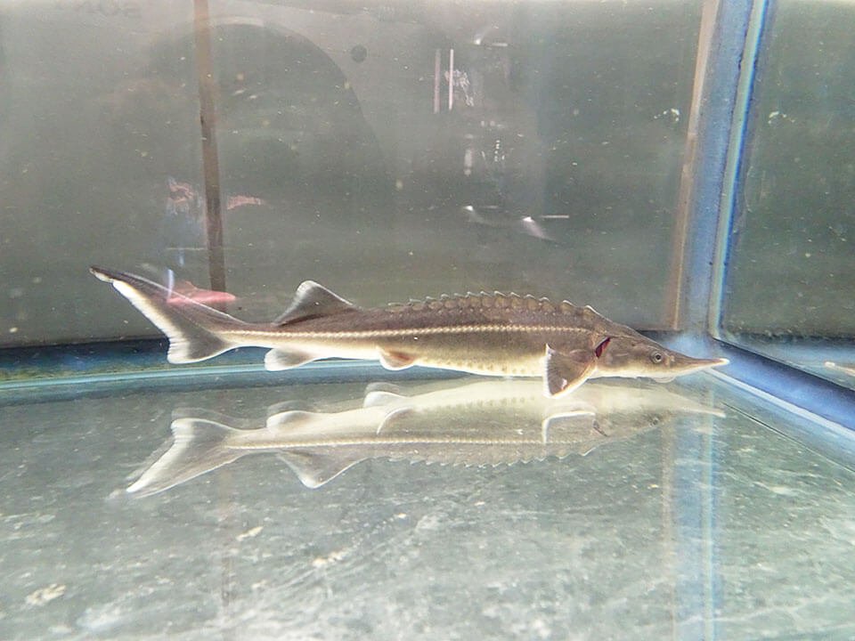 コチョウザメ20～30cm【初心者向け】 - 観賞魚チョウザメの専門販売 