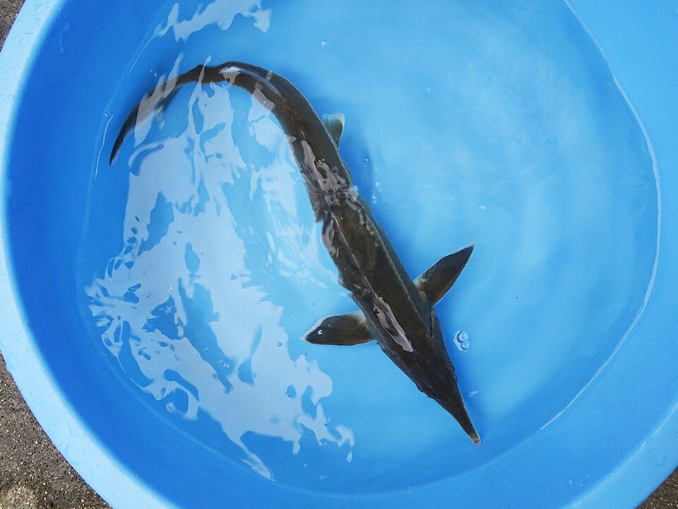 コチョウザメ20～30cm【初心者向け】 - 観賞魚チョウザメの専門販売－廣島蝶鮫