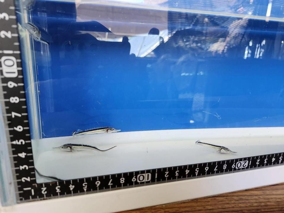 ۥ祦 5cm