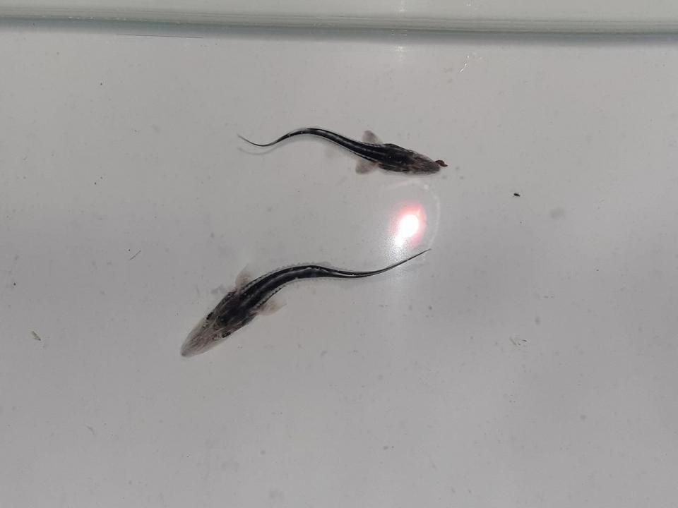 ۥ祦 5cm