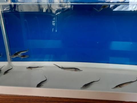 ホシチョウザメ 約5cm