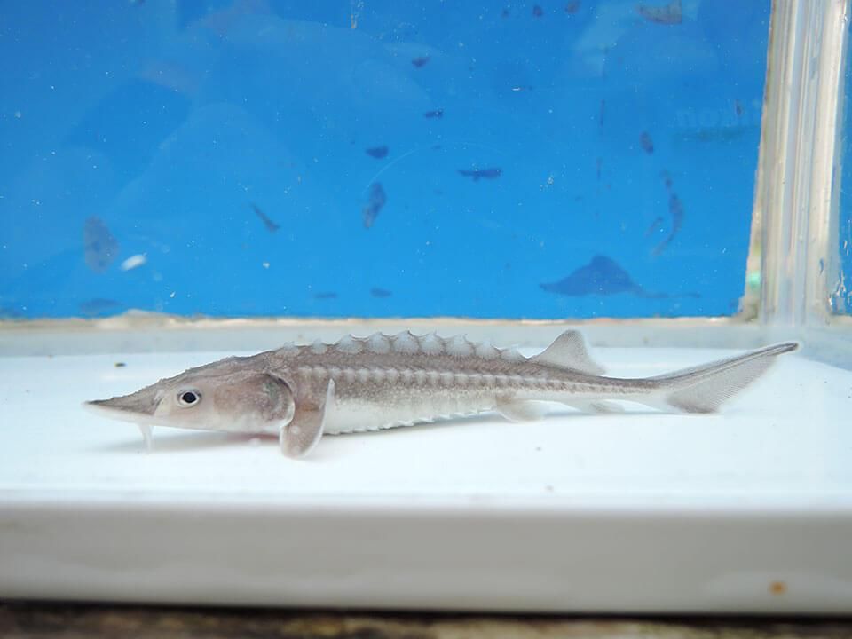 シロチョウザメ 約10cm - 観賞魚チョウザメの専門販売－廣島蝶鮫