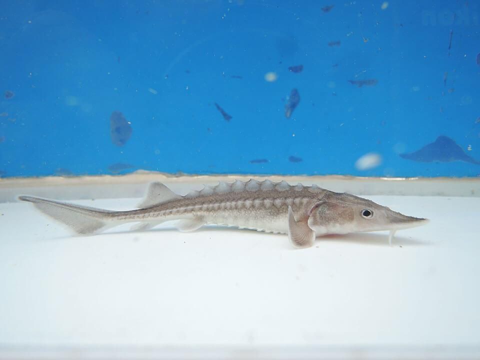 シロチョウザメ 約10cm 観賞魚チョウザメの専門販売 廣島蝶鮫 シロチョウザメ 約10cm 観賞魚チョウザメの専門販売 廣島蝶鮫
