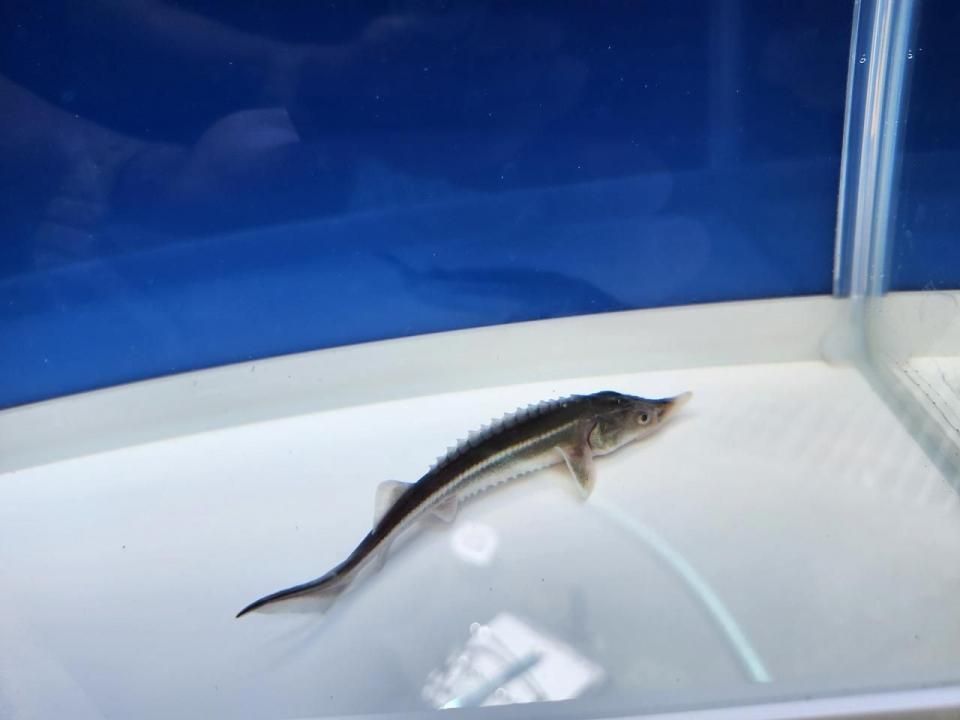  ٥ƥ 12cm2025.08.29ߡ