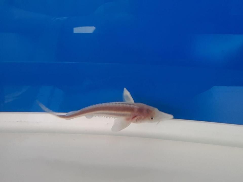  ٥ƥ 9cm2025.07.16ߡ