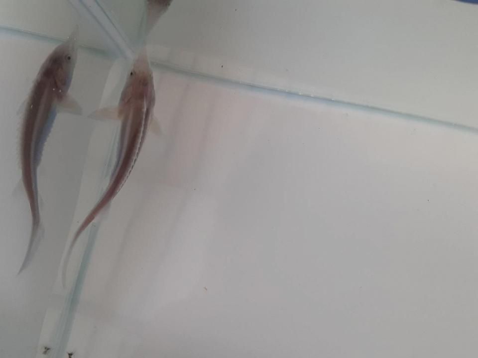  ٥ƥ 9cm2025.07.16ߡ