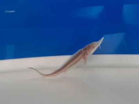  ٥ƥ 9cm2025.07.16ߡ