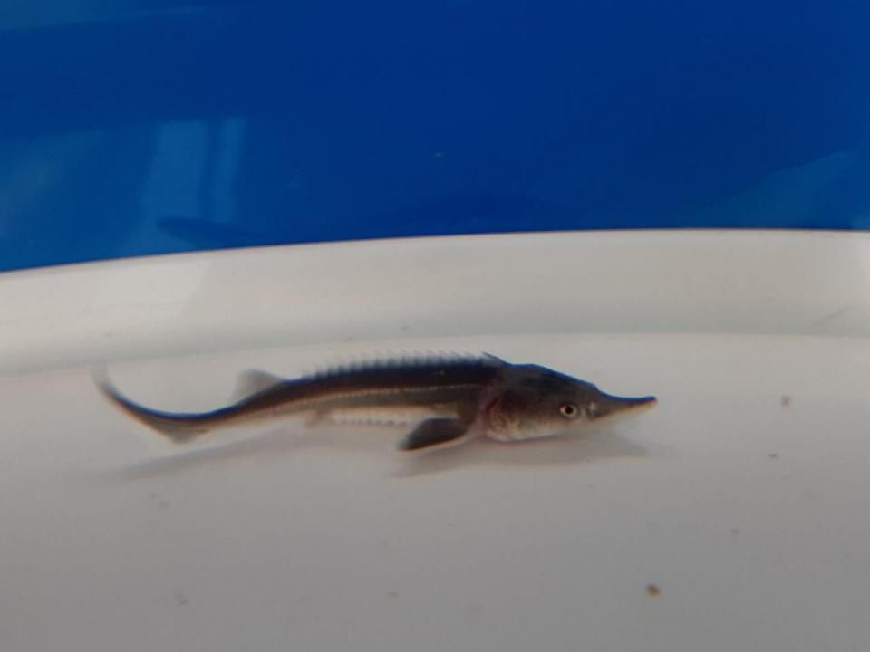 ٥ƥ 8cm2025.07.06ߡ