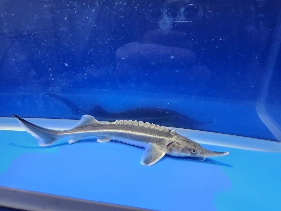  ٥ƥ 20cm2025.11.19ߡ