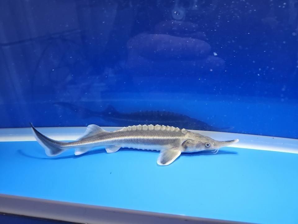  ٥ƥ 20cm2025.11.19ߡ