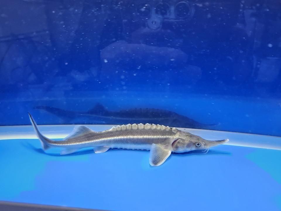  ٥ƥ 20cm2025.11.19ߡ