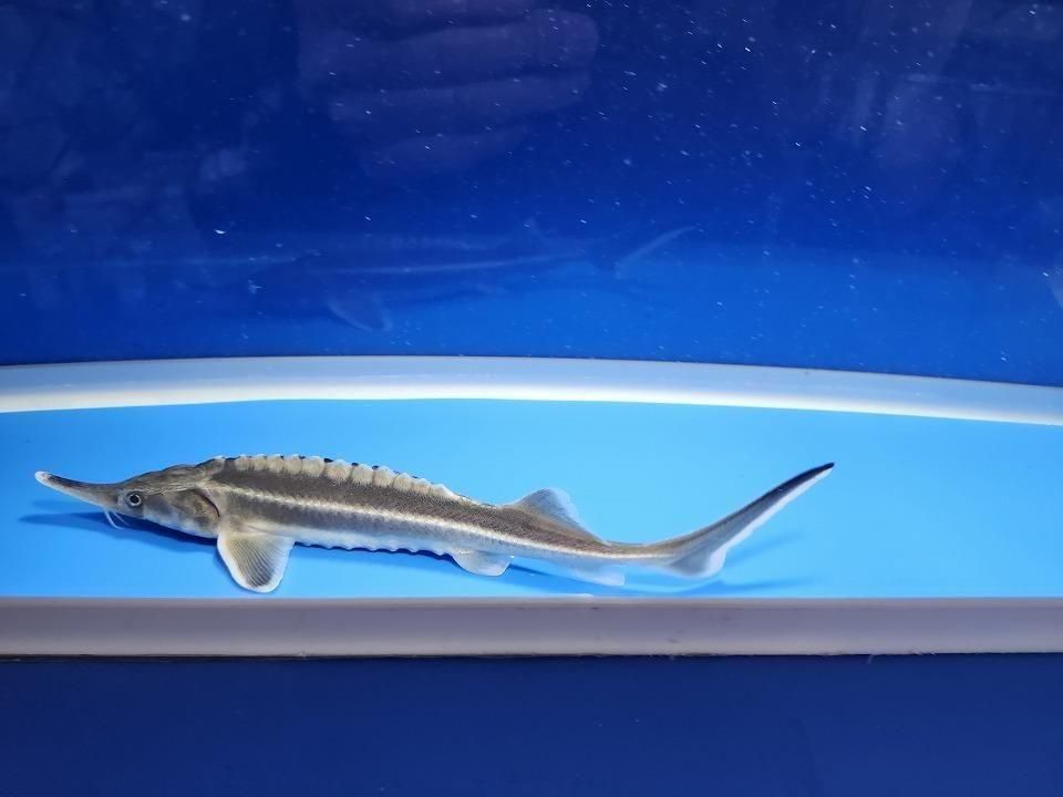  ٥ƥ 20cm2025.11.19ߡ