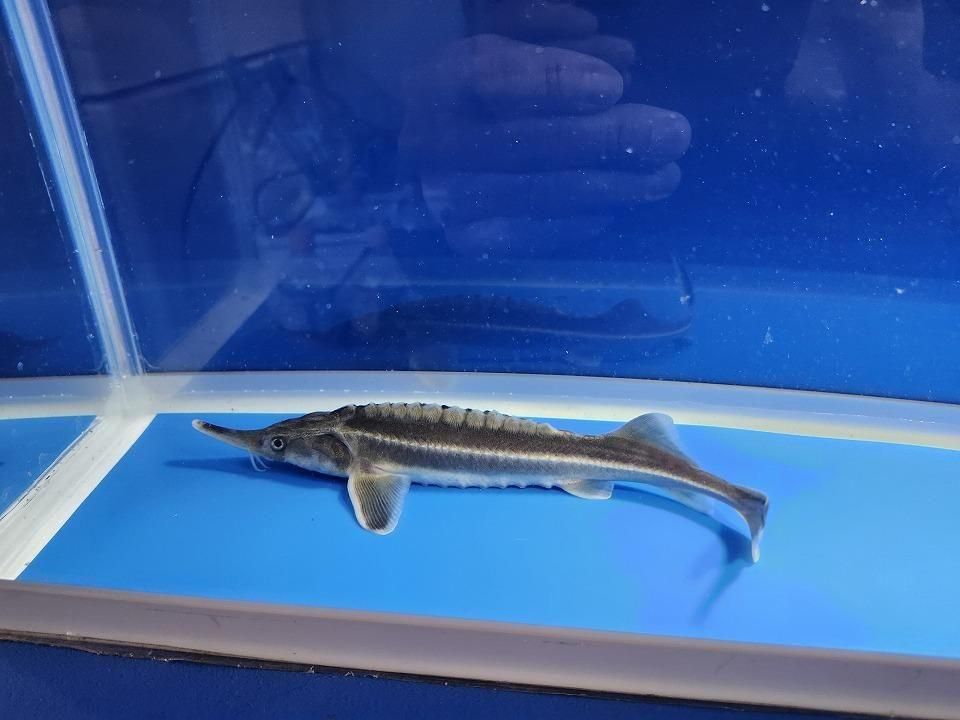  ٥ƥ 20cm2025.11.19ߡ