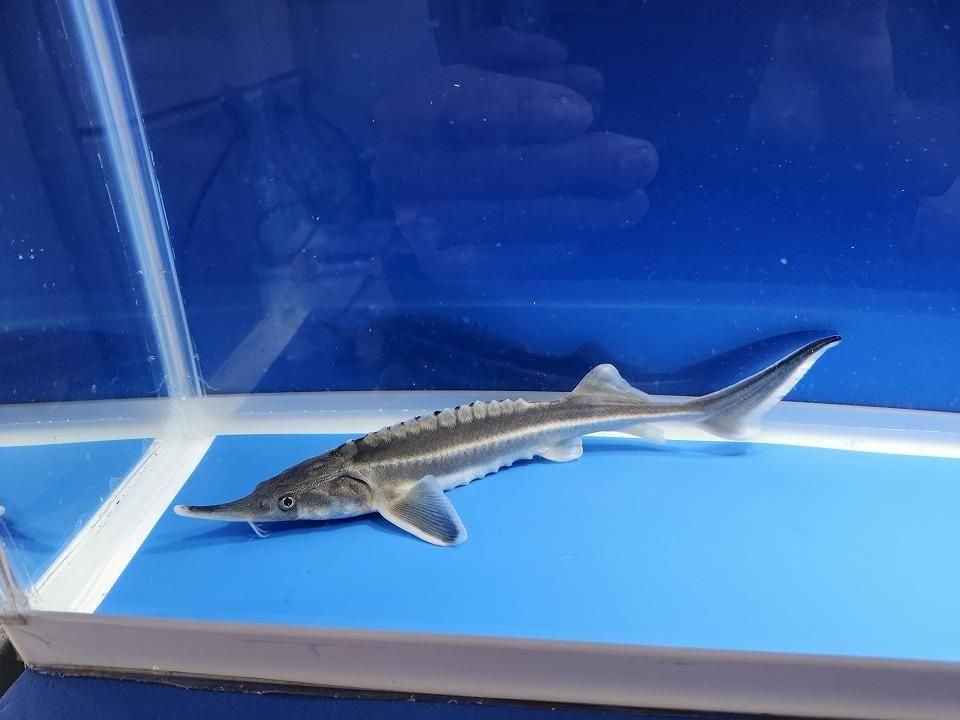  ٥ƥ 20cm2025.11.19ߡ