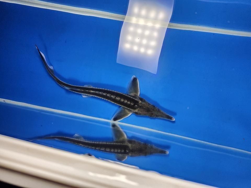  ٥ƥ 20cm2025.11.19ߡ