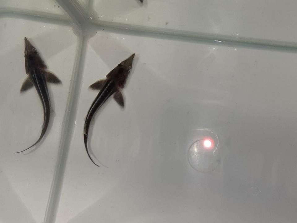  ٥ƥ 8cm2025.07.06ߡ