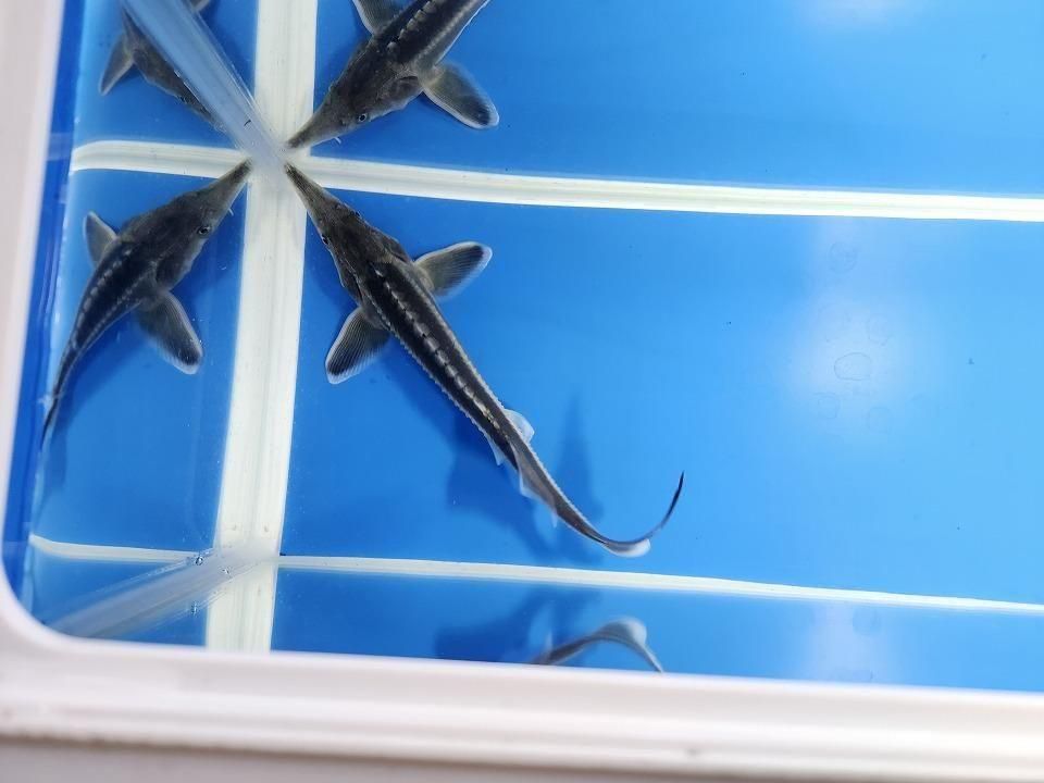  ٥ƥ 20cm2025.11.19ߡ