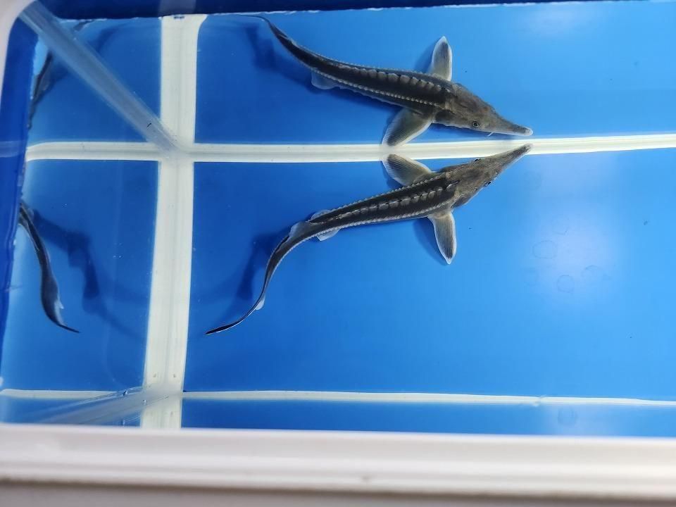  ٥ƥ 20cm2025.11.19ߡ