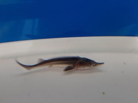  ٥ƥ 8cm2025.07.06ߡ