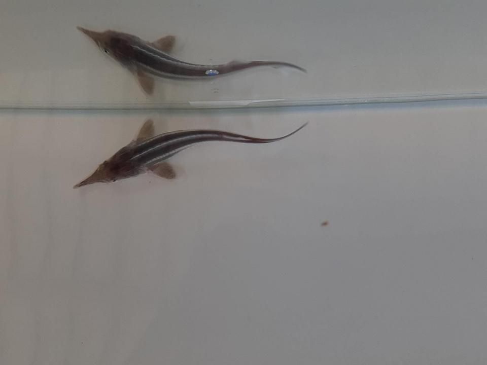  ٥ƥ9cm2025.07.16ߡ