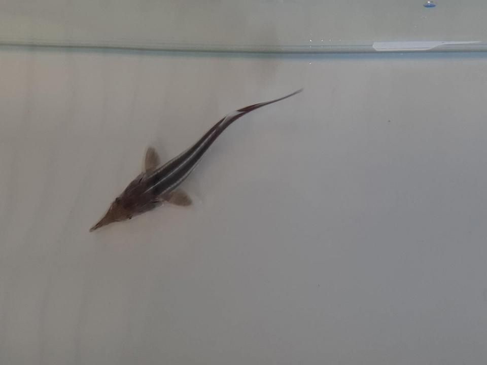  ٥ƥ9cm2025.07.16ߡ