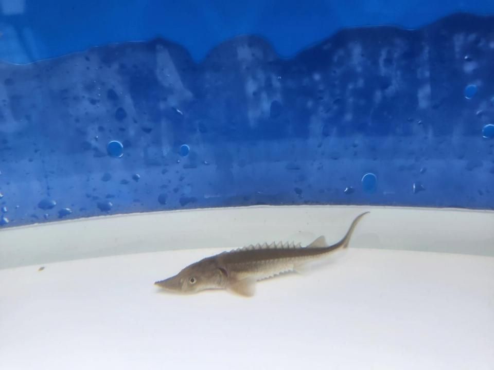 一点もの 訳あり個体 シベリアチョウザメ 12cm(2025.10.17現在)