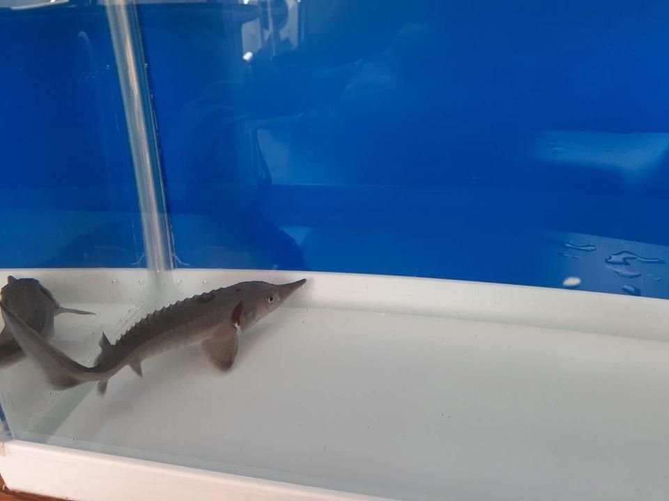  ٥ꥢ祦  13cm2025.06.17ߡ