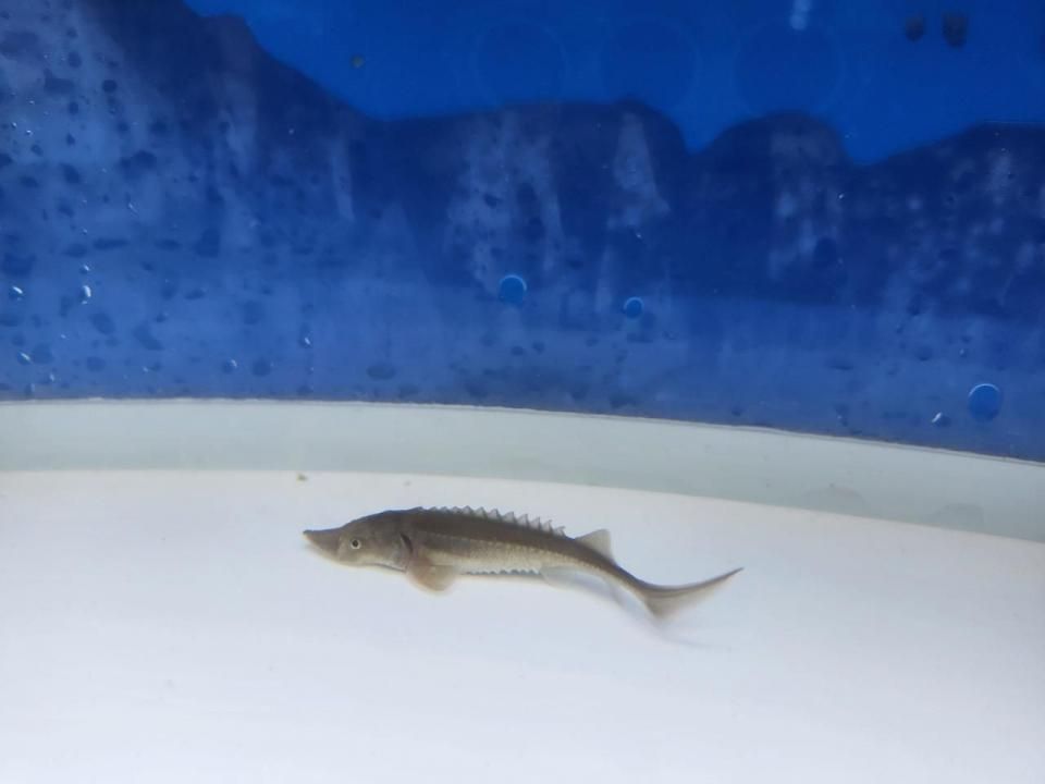 一点もの 訳あり個体 シベリアチョウザメ 12cm(2025.10.17現在)
