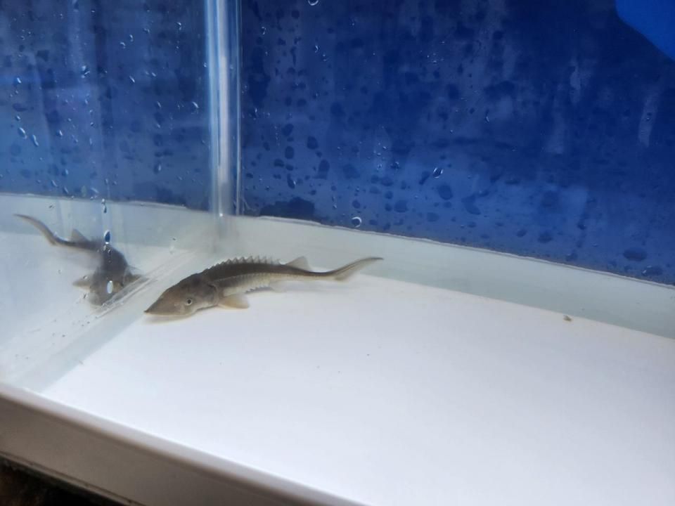 一点もの 訳あり個体 シベリアチョウザメ 12cm(2025.10.17現在)